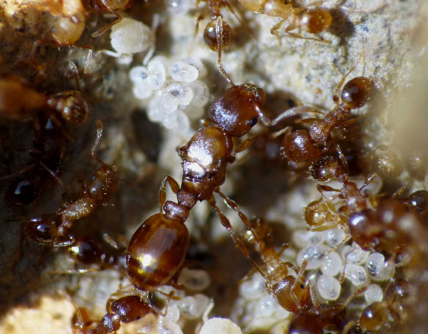 Tetramorium cfr semilaeve: foto di famiglia